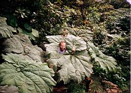 92 bosque Monteverde.jpg